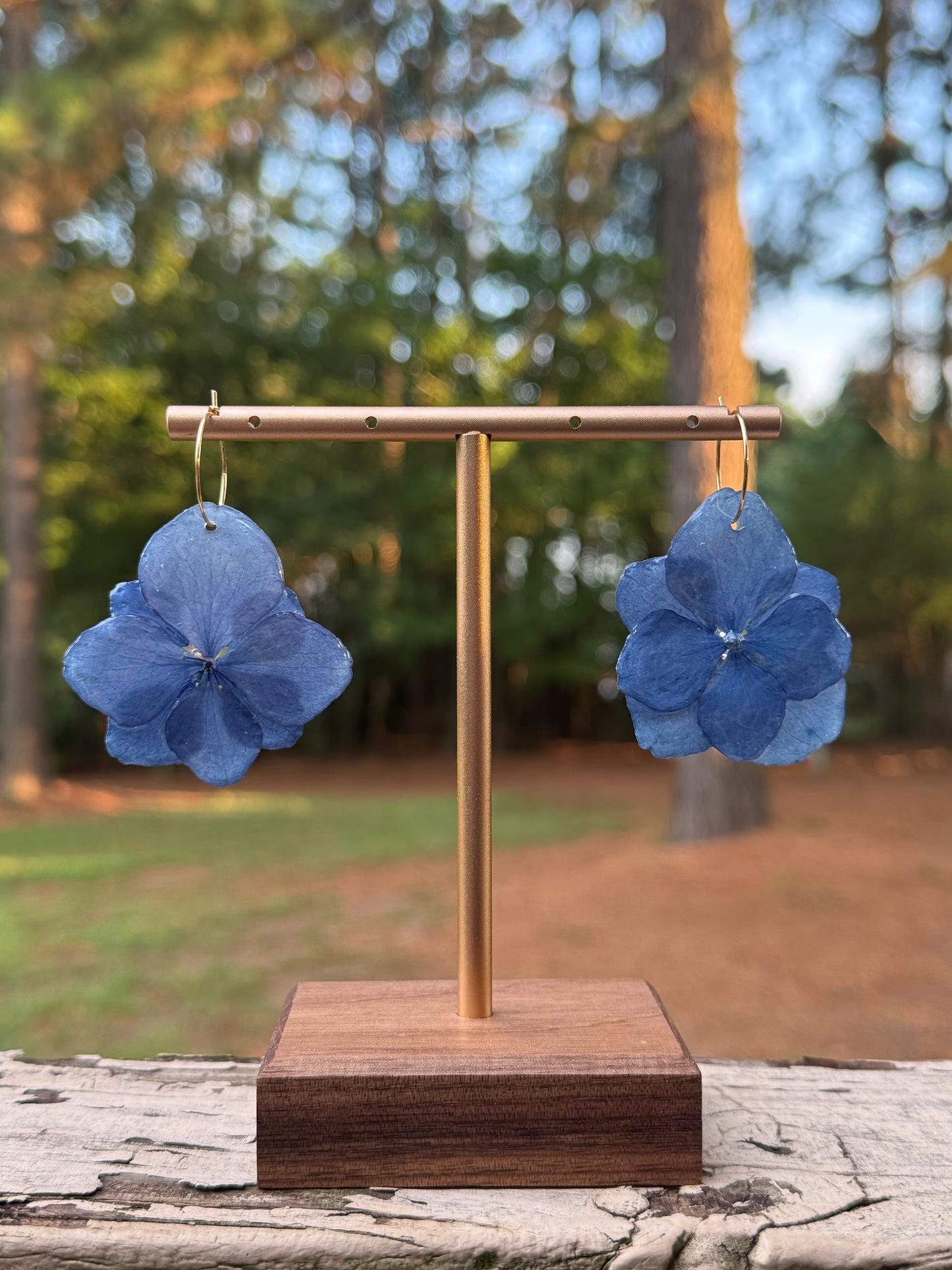 Hydrangea