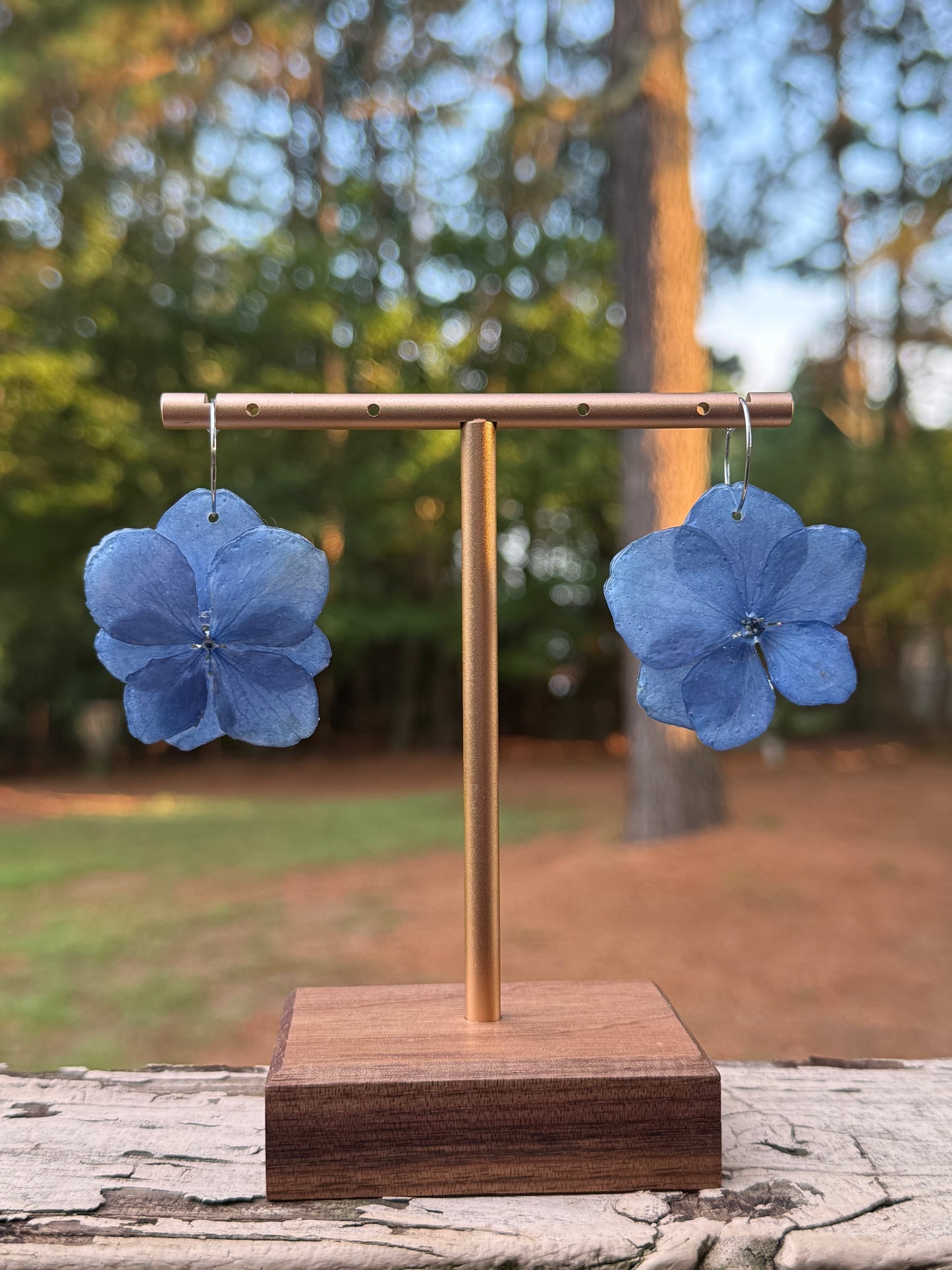 Hydrangea