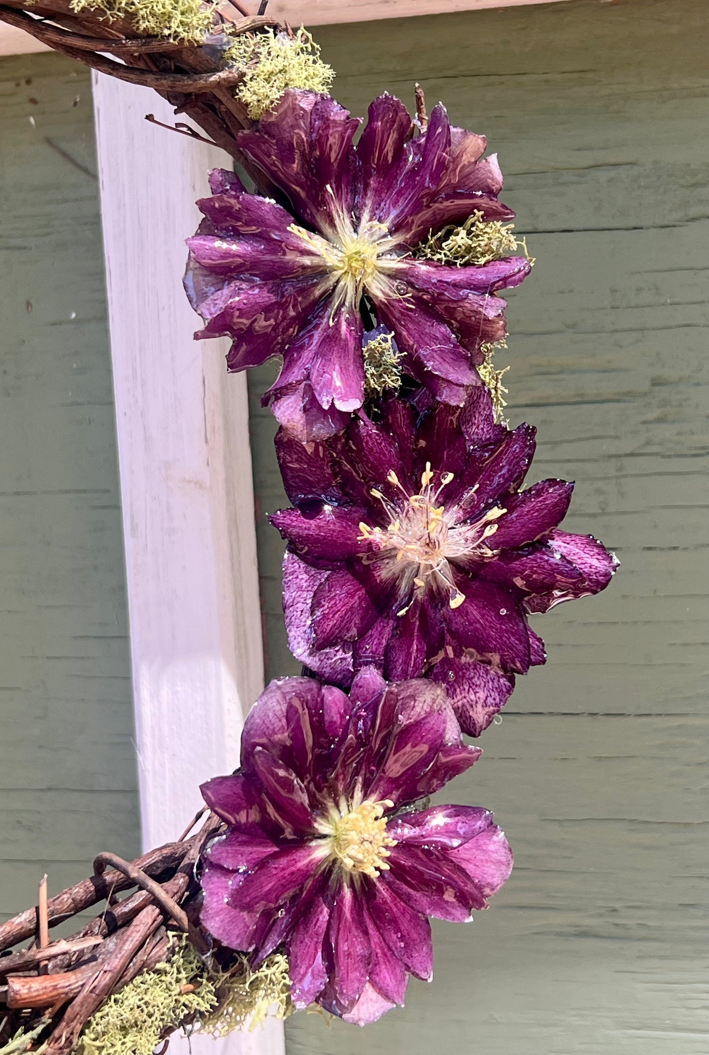 Deep Purple Hellebore Wreath 10"