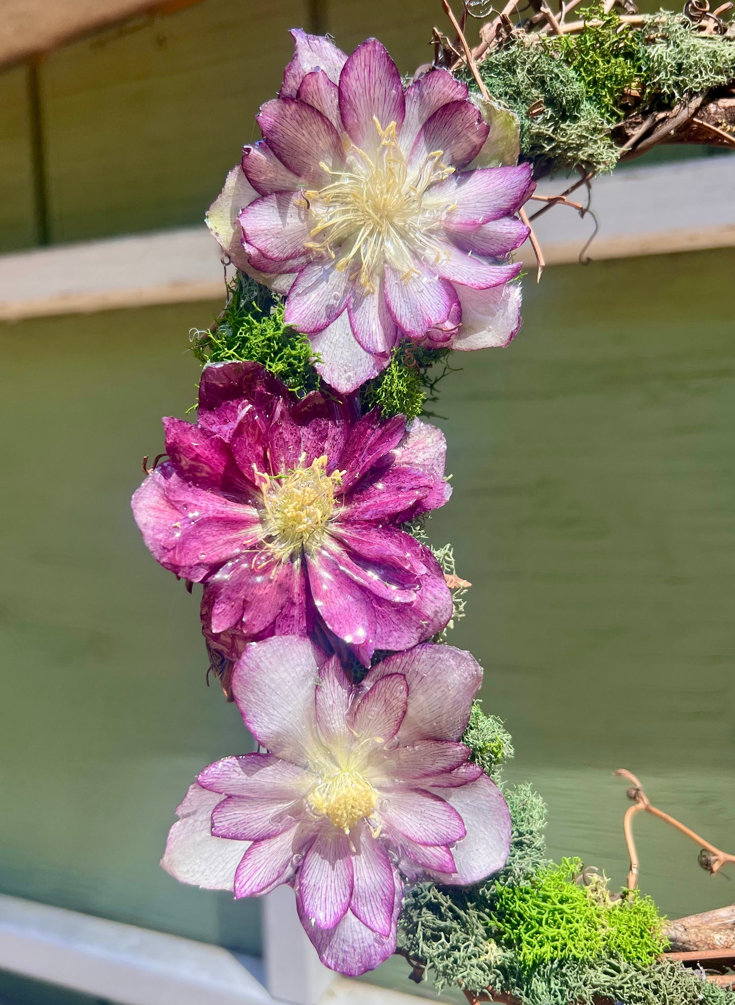 Multi Purple Hellebore Wreath 10"