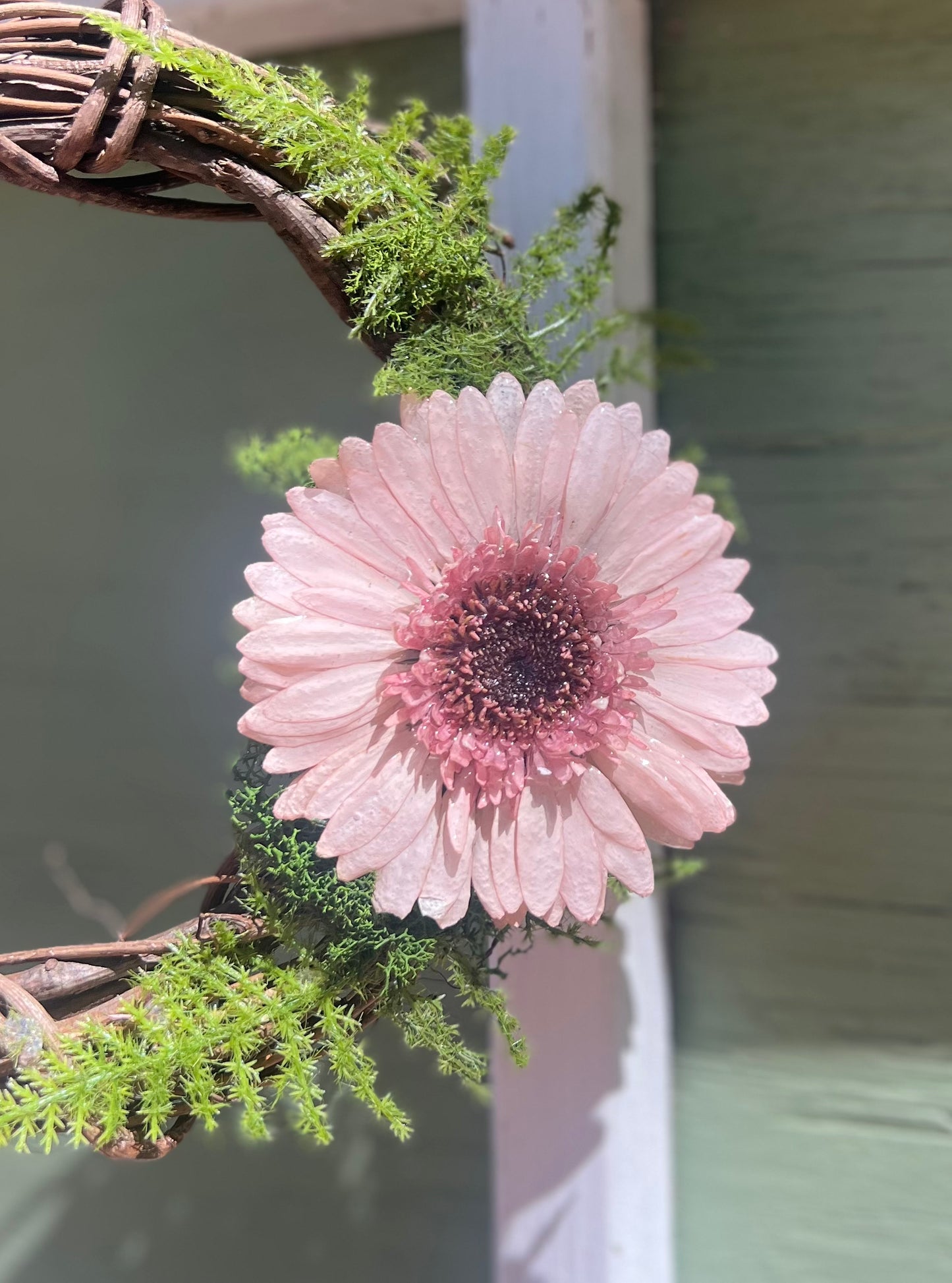 Pink Gerber Daisy Wreath 8"