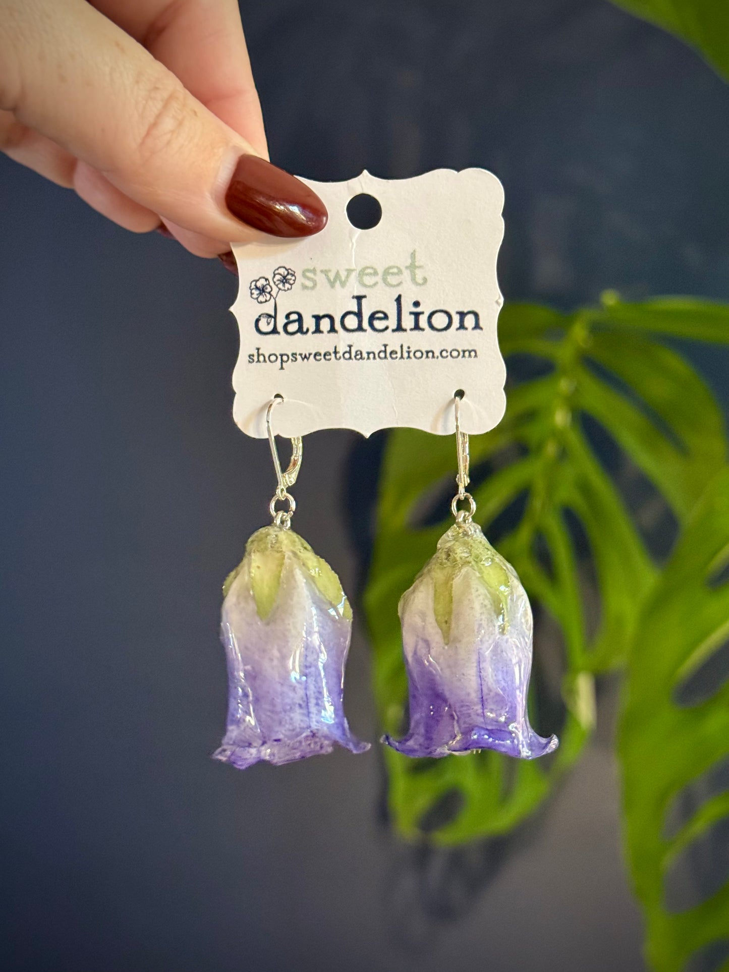 Canterbury Bell Flower