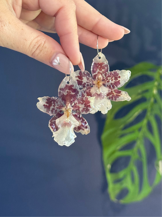 Red & White Exotic Orchid