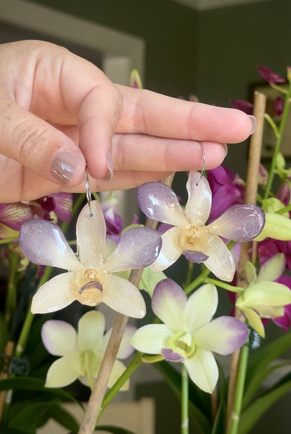 Light Purple Dendrobium Orchid