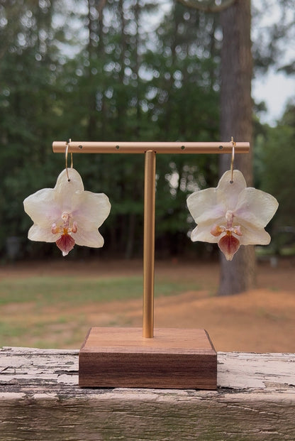 Pale Yellow Orchid