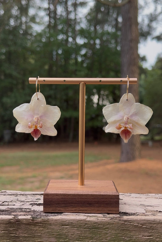 Pale Yellow Orchid