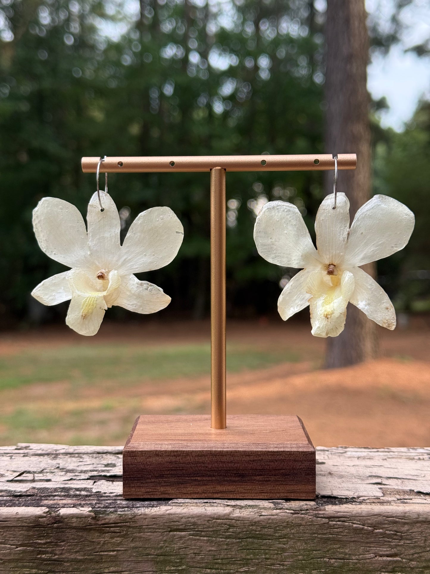 Exotic White Orchid
