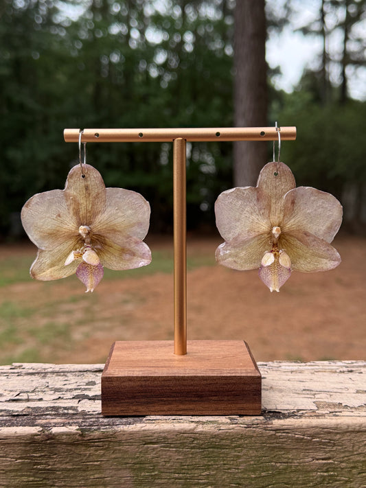 Beige Orchids