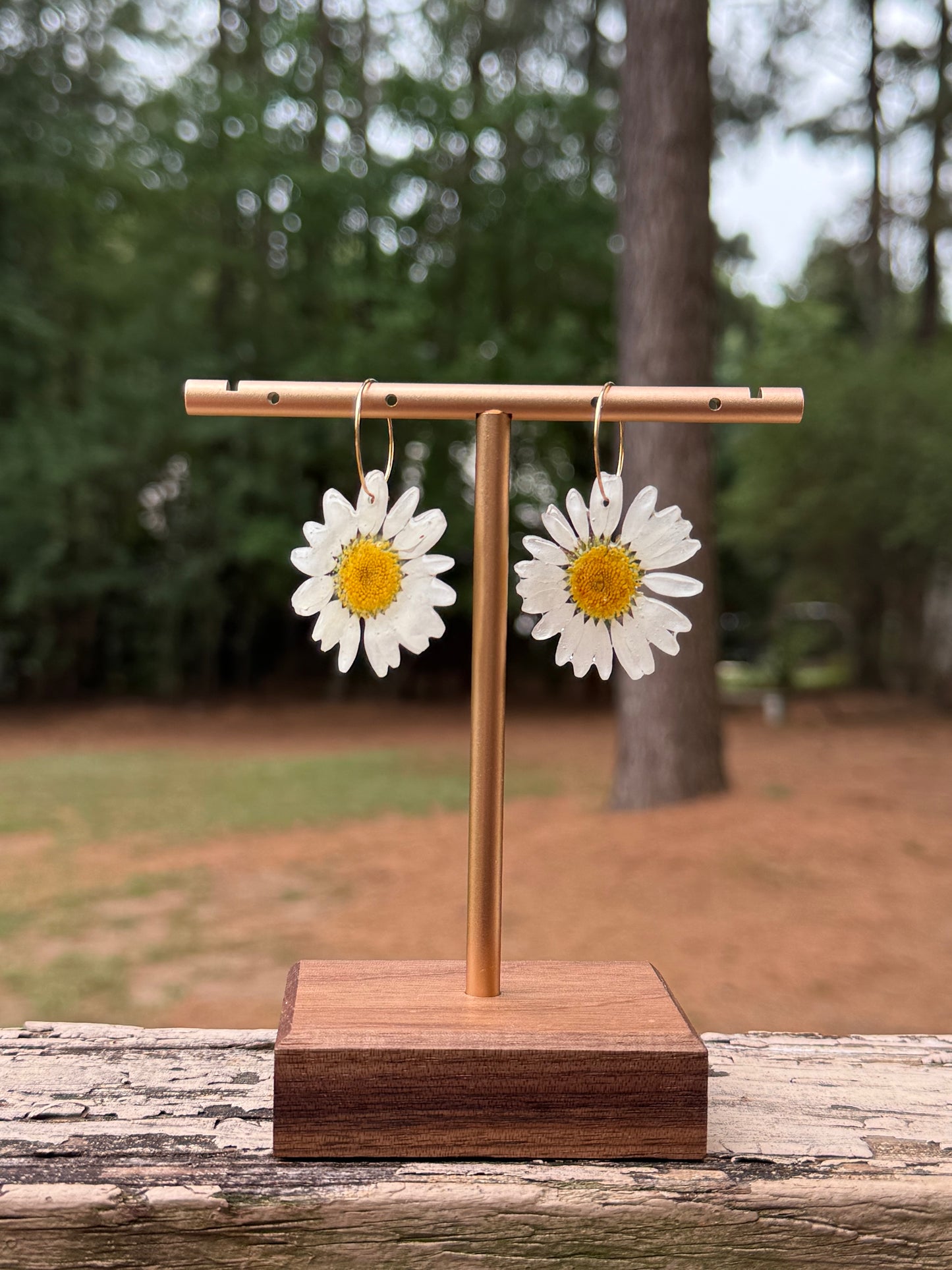Daisy