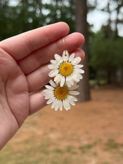 Daisy