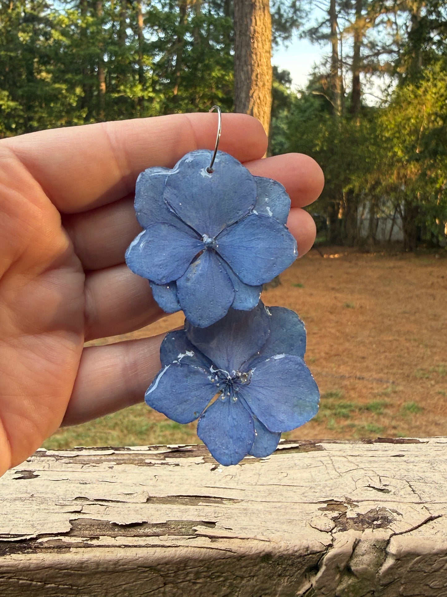 Hydrangea
