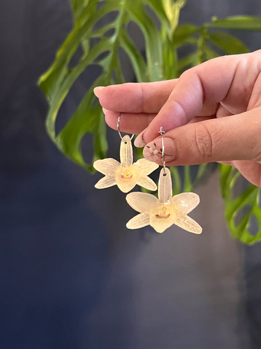 Dendrobium nobile "Angel Baby" Hoop