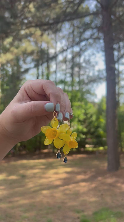 Mini Daffodil, Dark Blue Charm