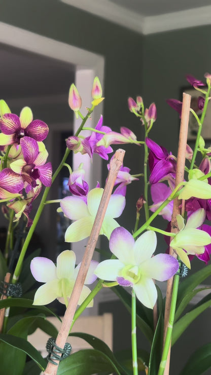 Light Purple Dendrobium Orchid