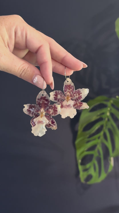 Red & White Exotic Orchid